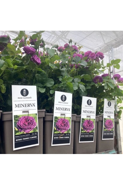 Саджанці троянди Мінерва в контейнерах